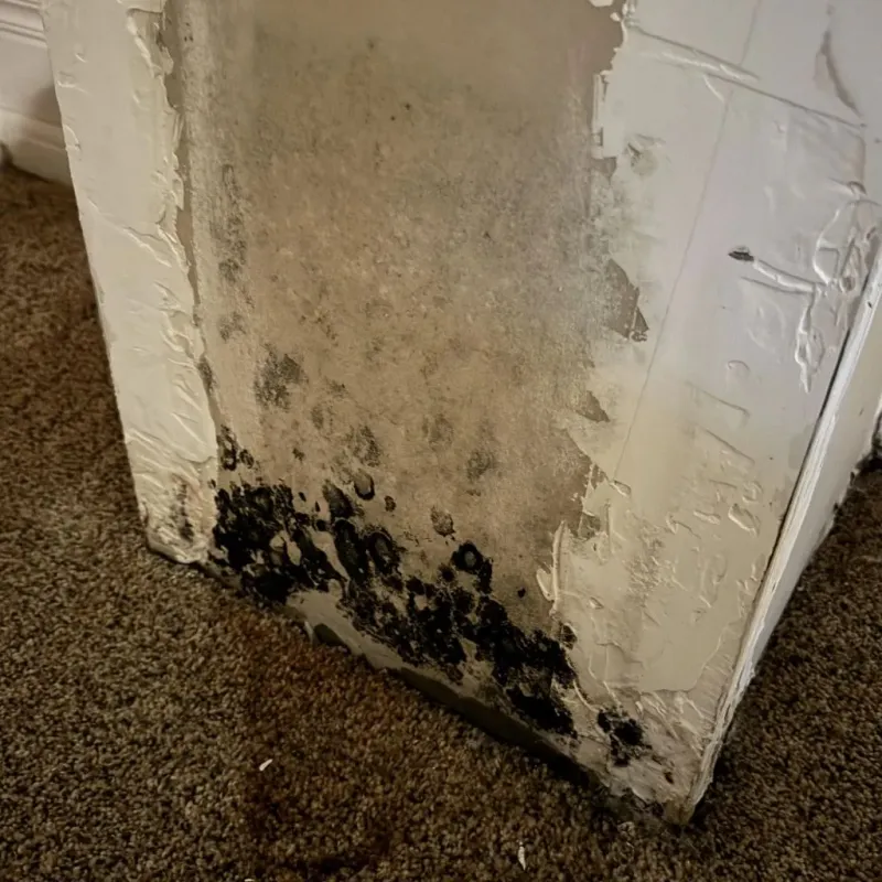 Professional Mold Removal in Allen Park, MI